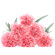 Pink Carnations. Barcelona